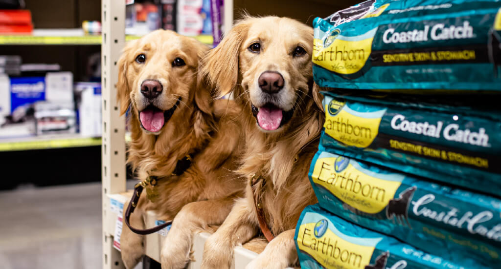 Two golden retrievers lay on a pet store shelf on top two bags of Earthborn Holistic Coastal Catch dog food