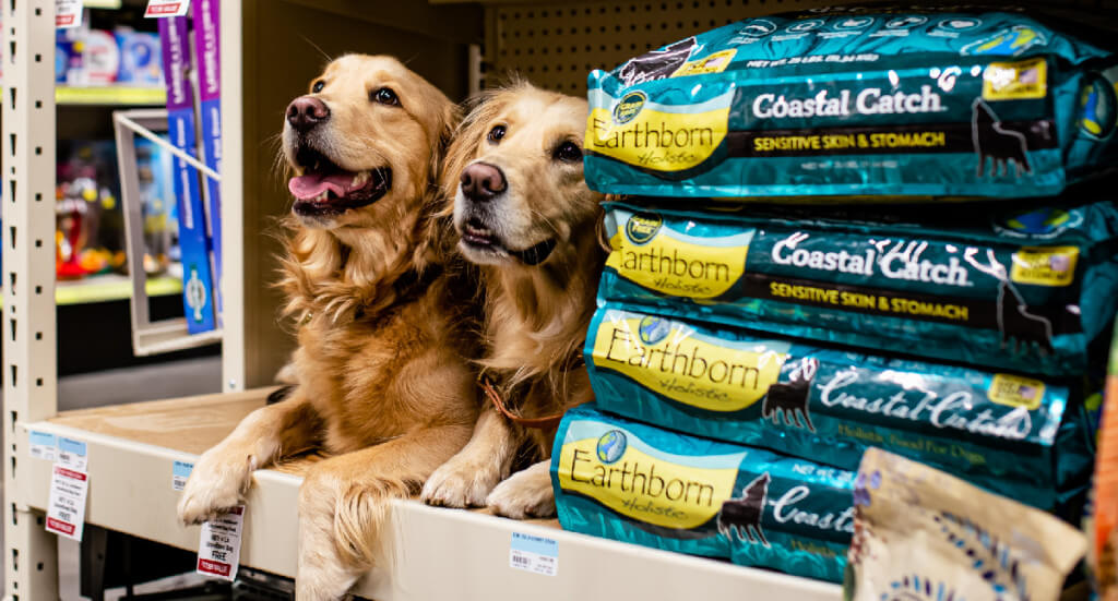 Two golden retrievers lay on a pet store shelf on top two bags of Earthborn Holistic Coastal Catch dog food