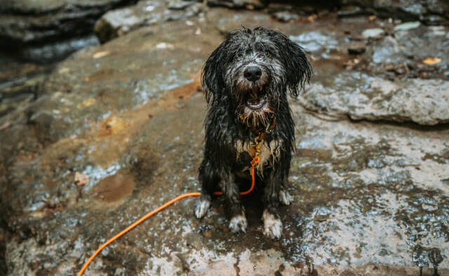 Food Engagement for Puppies