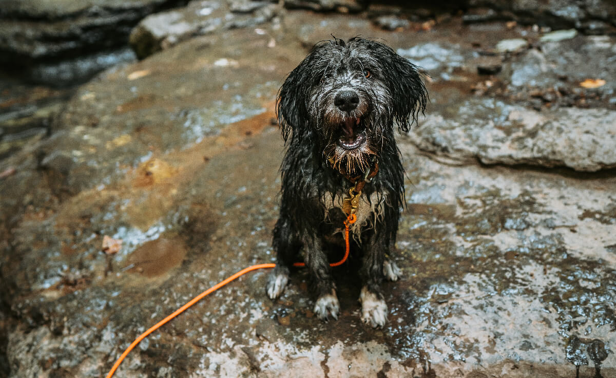 A wet mixed breed puppy sits in a river