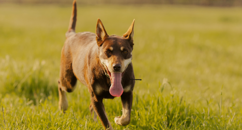 dog running in a field of grass
