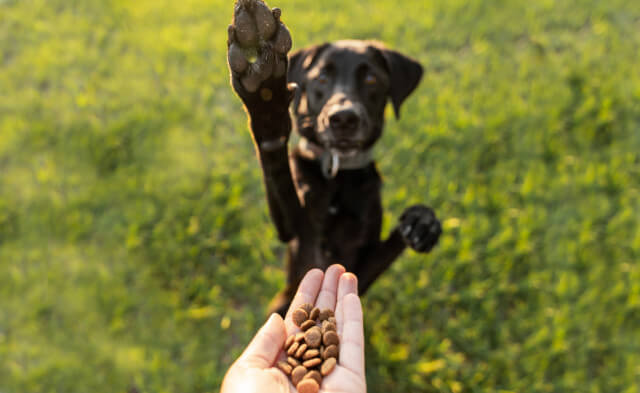 Should I Feed My Dog More Than Once Per Day?