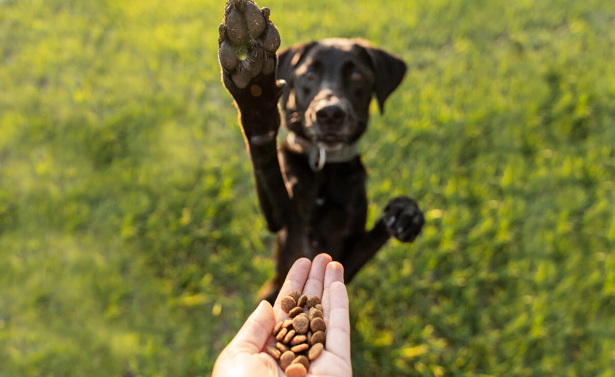A hand holds out a pile of kibble while a dog in the background stands on his back legs reaching up at the hand