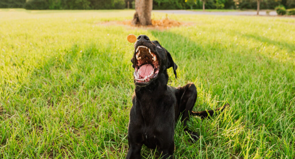 A dog laying down about to catch a treat in his mouth