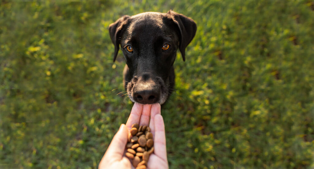 A hand holds out a pile of kibble while a dog comes up to lick the hand