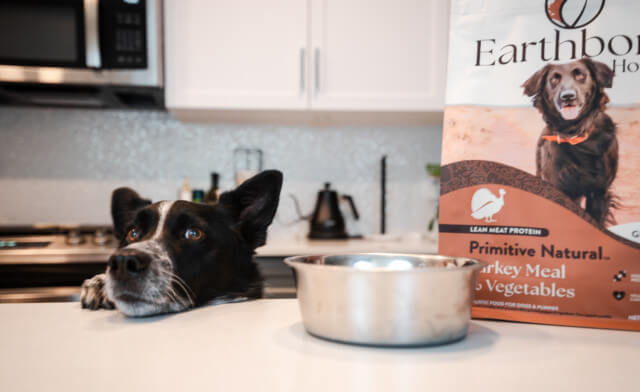 I’m a First Time Dog Owner–How Often Should I Feed My Dog?