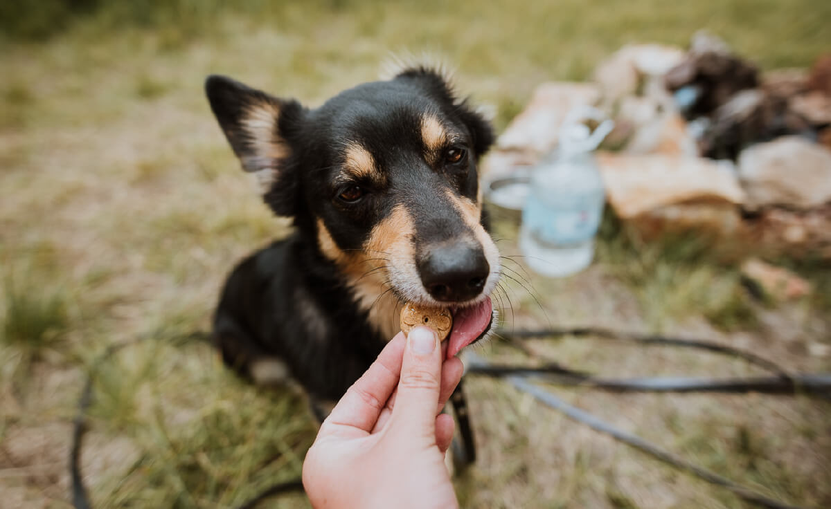 A small dog eats a dog biscuit treat out of a humans hand