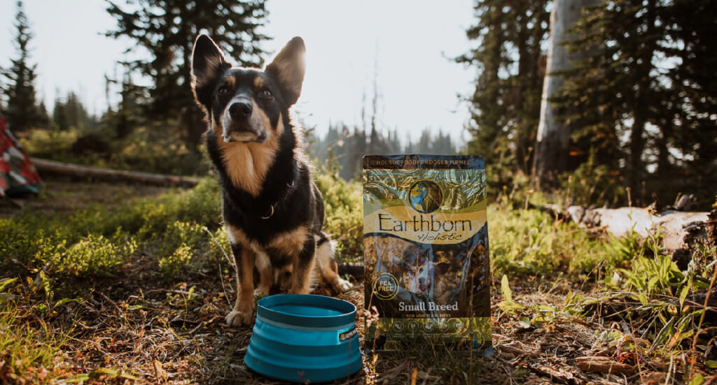 A dog stands next to a bowl and Earthborn Holistic Small Breed dog food