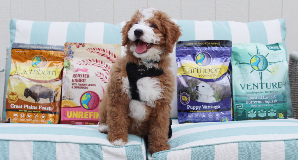 A small doodle puppy sits on a couch next to a variety of Earthborn Holistic puppy food