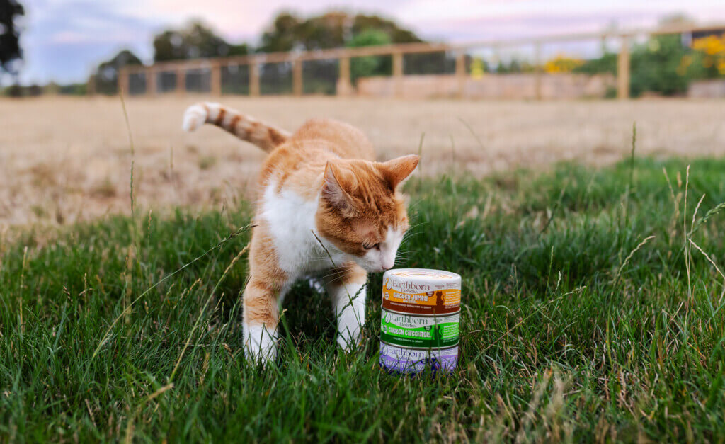 cat sniff 3 cans of cat food sitting in grass