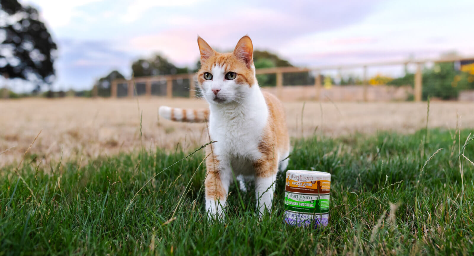 Cat stand in grass next to stack of cat food cans