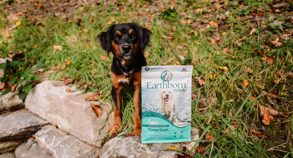 Dog stands with paws on rock next to bag of dog food