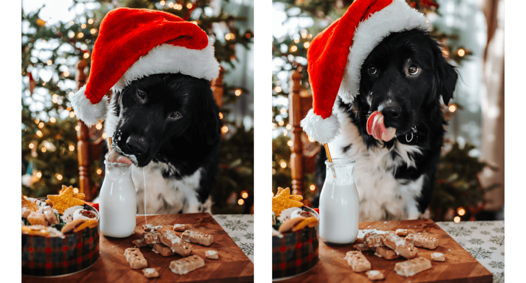 A newfie dog wearing a Santa hat licks from a jar of goat milk surrounded by dog friendly Christmas cookies