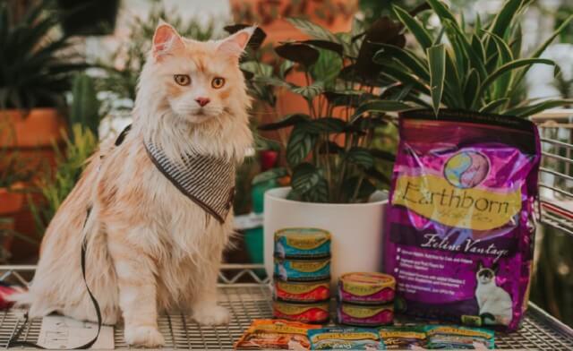 Types of Cat Food to Consider When You’re Shopping
