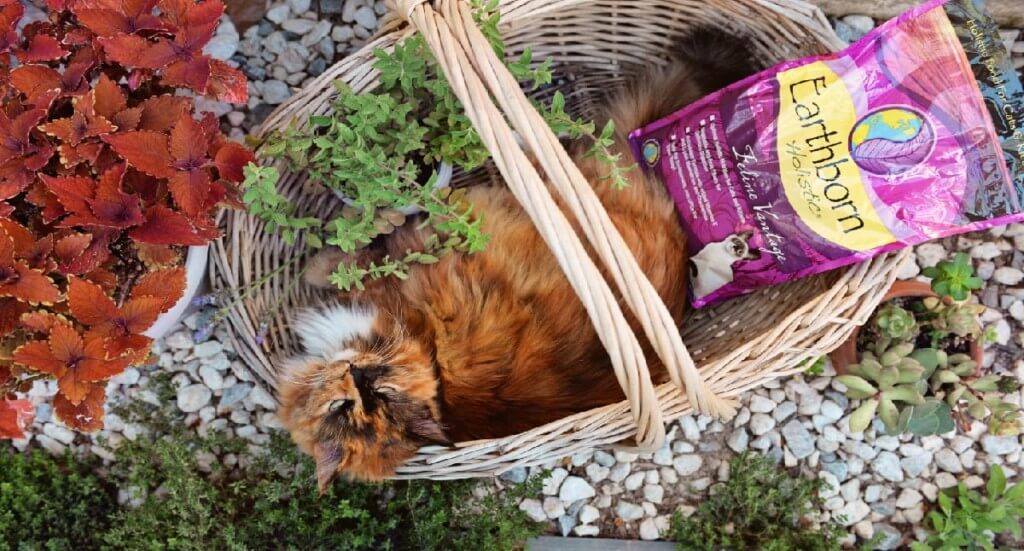 Cat lays in basket with bag of Earthborn Holistic cat food