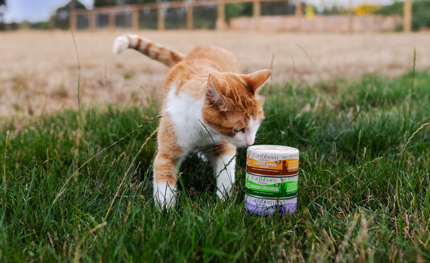 Cat sniffs stack of wet cat food cans