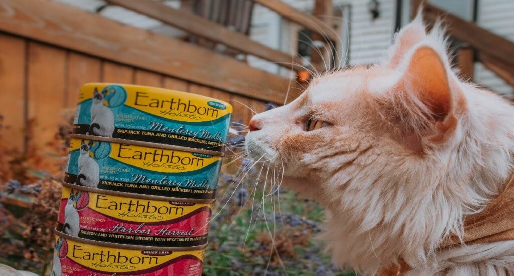 A orange cat sniffs cans of Earthborn Holistic wet cat food.