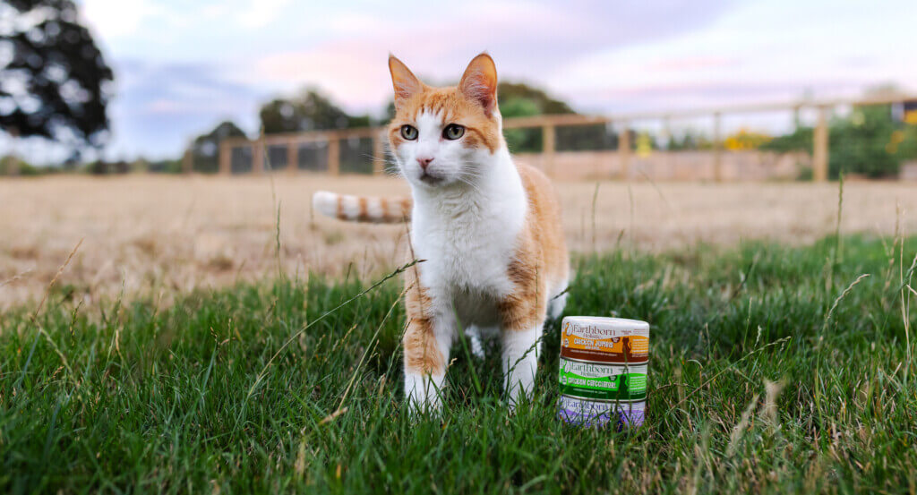 Cat looks into distance next to stack of wet cat food cans