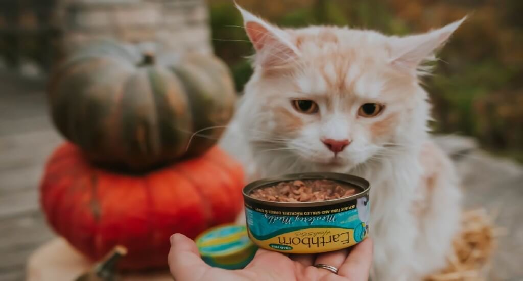 An orange cat eats a can of Earthborn Holistic wet cat food. 