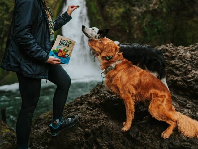 A woman stands in front of two dogs holding a bag of EarthBites Crunchy Salmon Meal recipe dog treats in one hand and a treat in the other while the dogs focus on the treat
