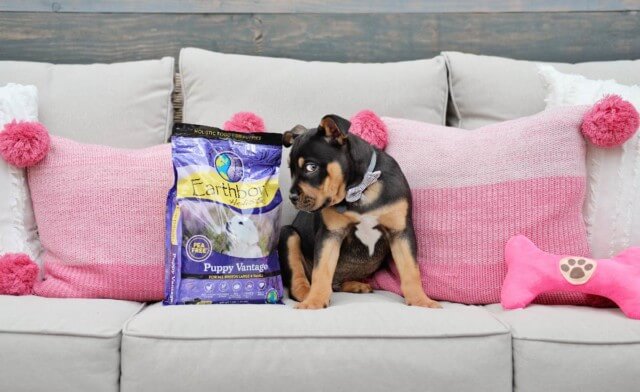 First Time Finding Food for Puppies? Here’s What You Need to Know