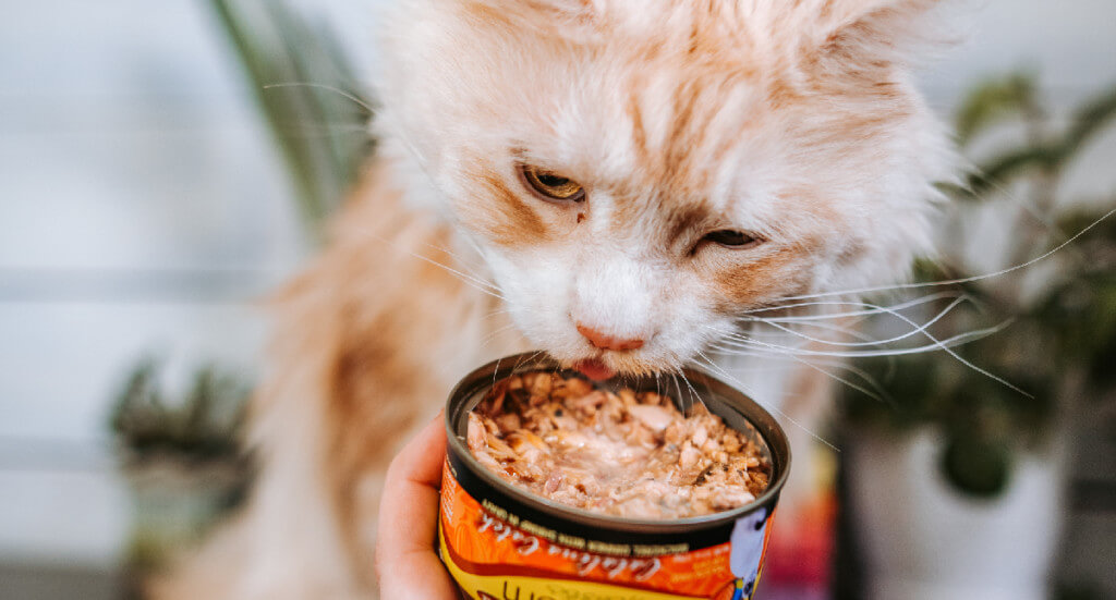 A Maine Coon cat licks out of a can of Earthborn Holistic Catalina Catch canned cat food