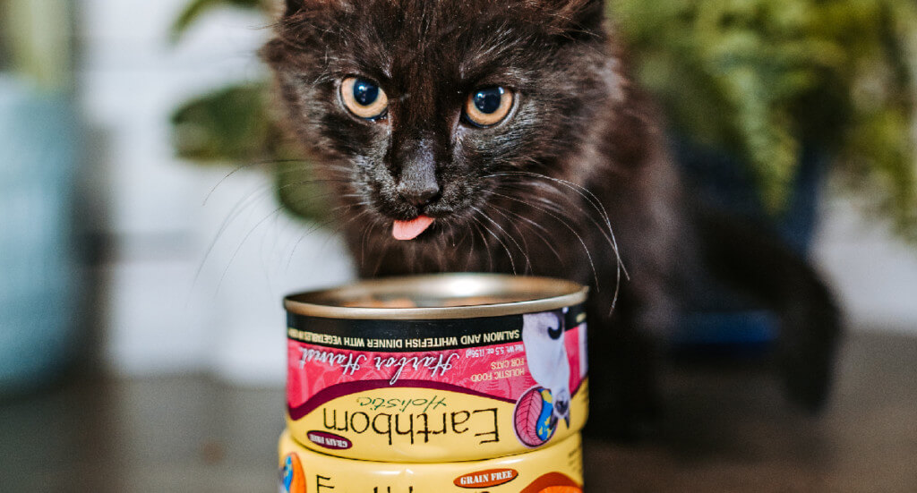 A kitten eats from a stack of Earthborn Holistic wet cat food