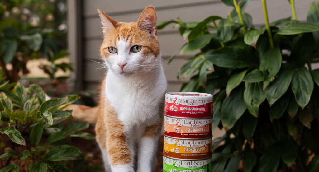 Cat stands next to stack of wet cat cans