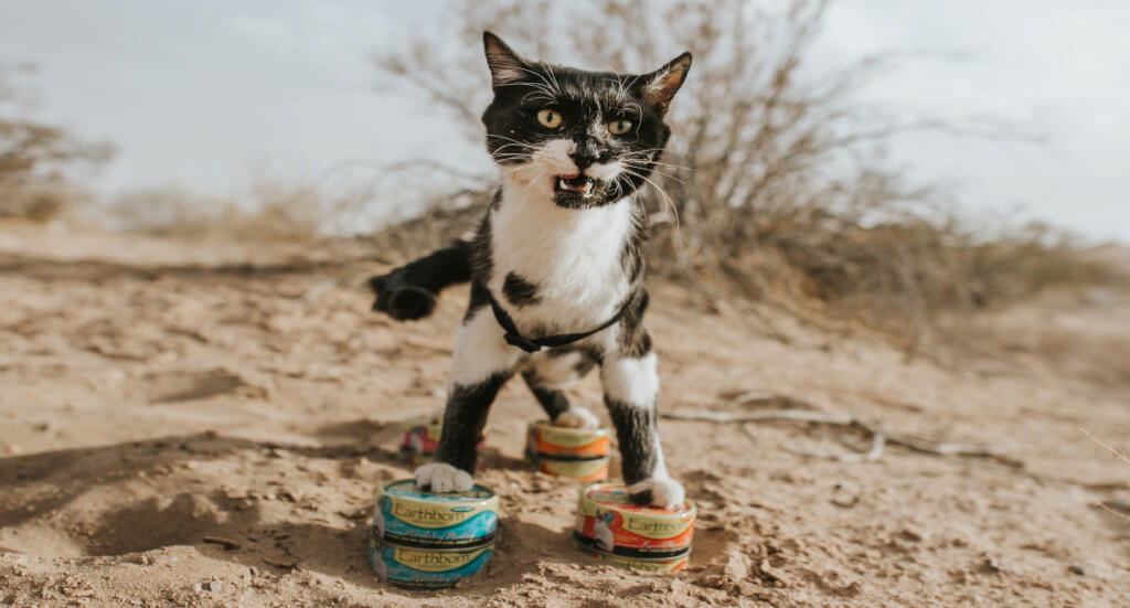 Black and white cat stands on top of cans of cat food
