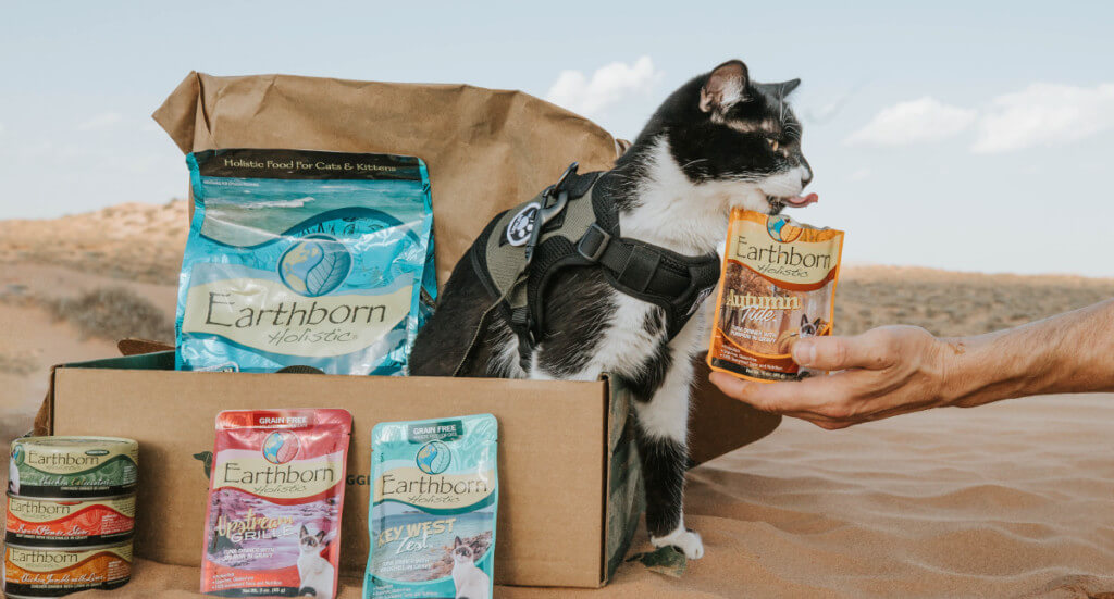 Black and white sits in box eating wet cat food surrounded by different types of cat food