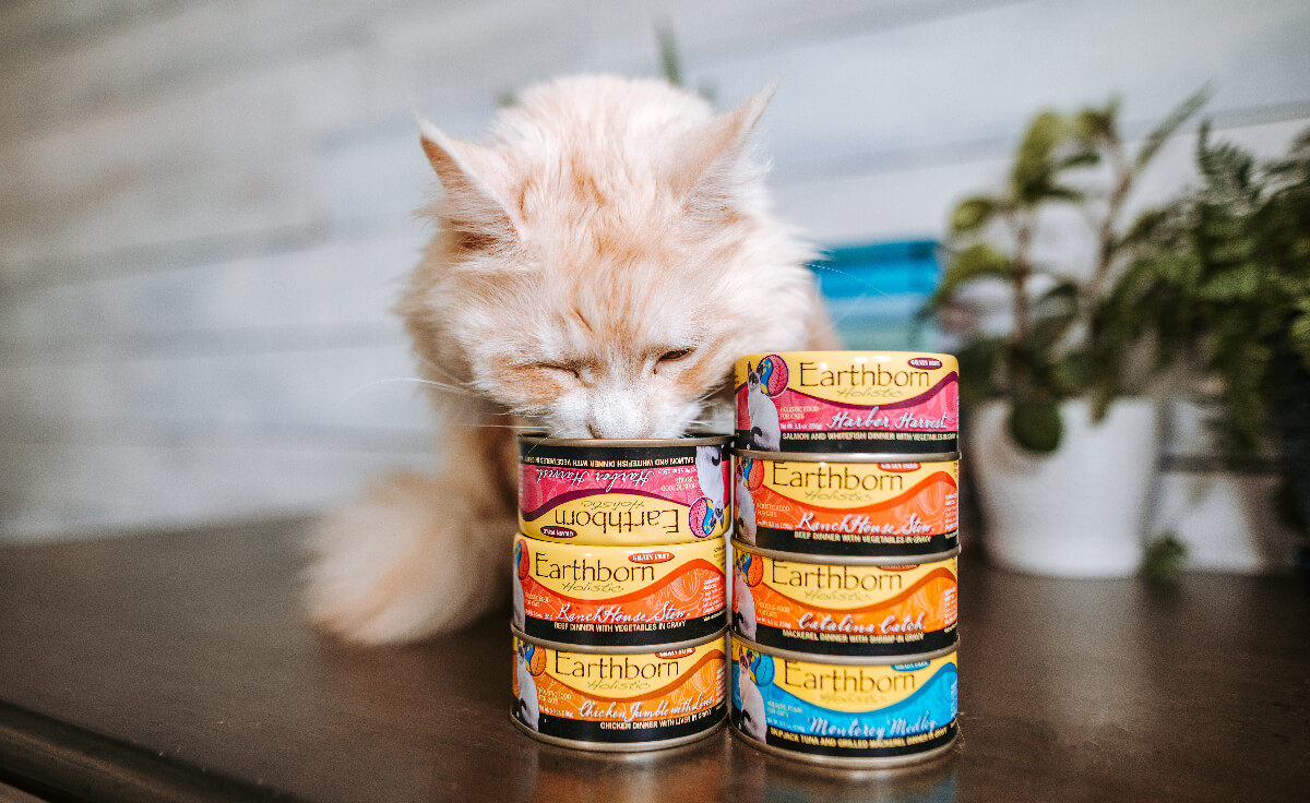 A Maine Coon cat eats from a stack of Earthborn Holistic wet cat food