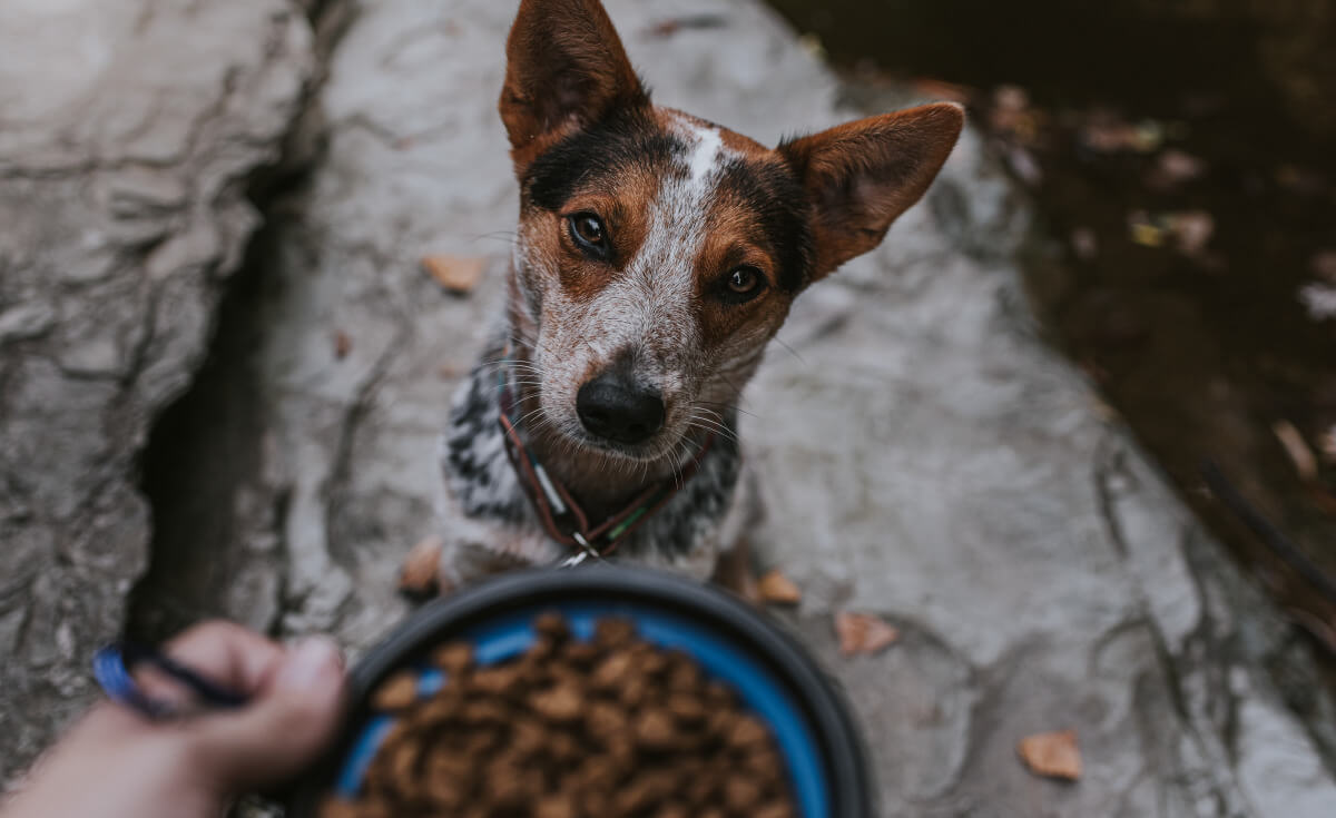Dog looks up at bowl of food.