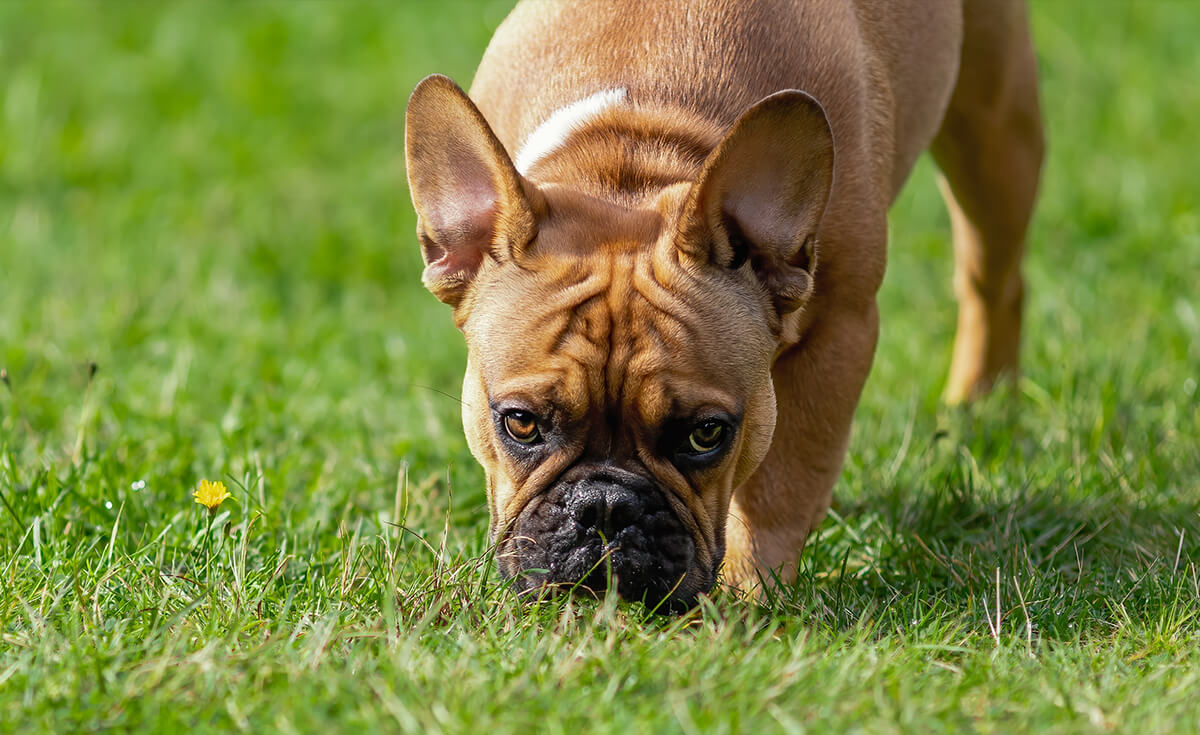french bulldog eating grass