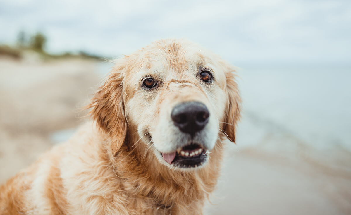 a senior golden retriever dog on a beach looking at the camera