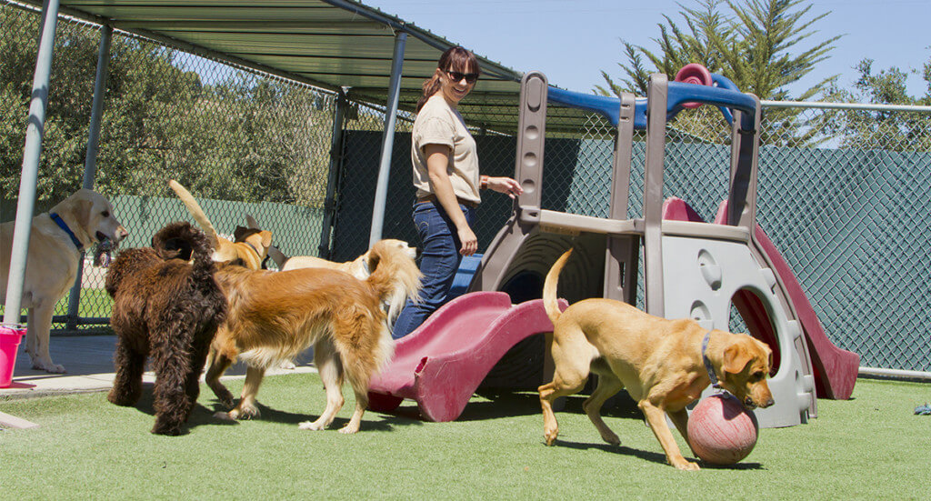 dogs socializing and playing together at a dog park