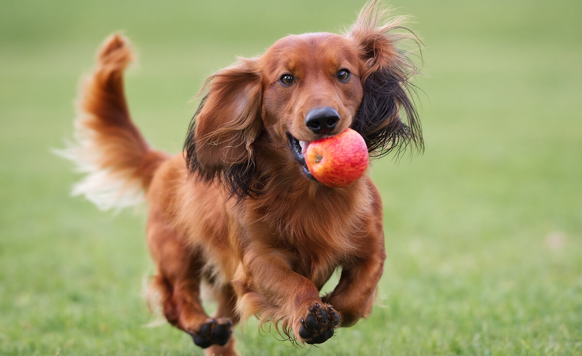 dachshund running with an apple in his mouth