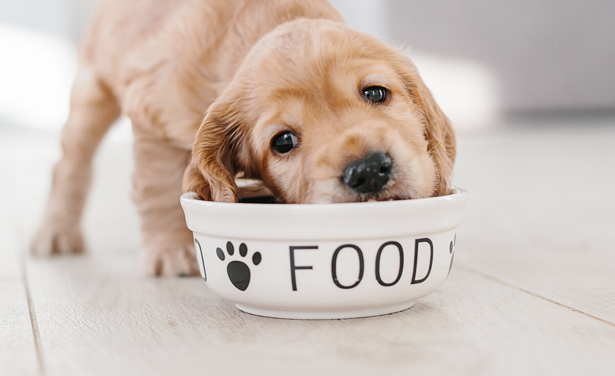 golden retriever puppy eating out of food bowl