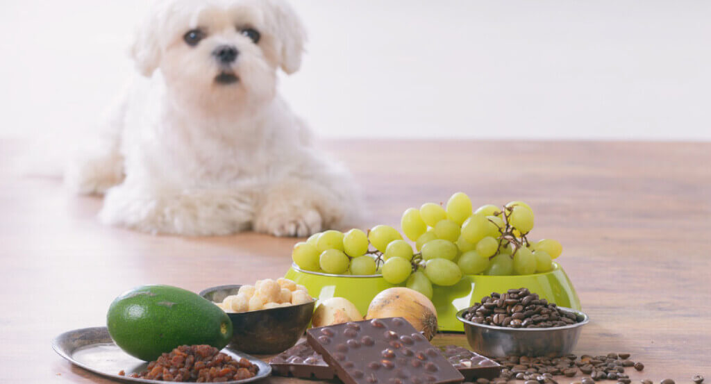 Little white dog stares at group of chocolate, grapes, onion, avocado, and more