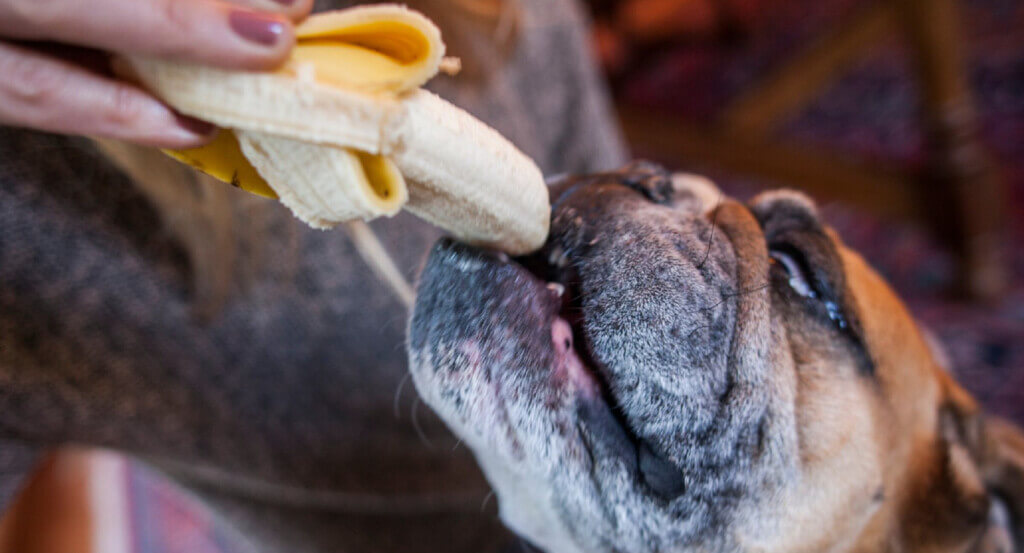 person holds banana while dog eats it