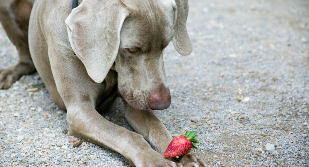 Dog stares at strawberry sitting on dogs legs