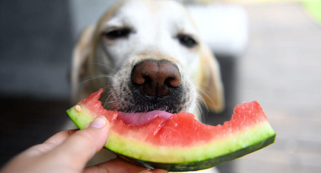 Dog eating watermelon