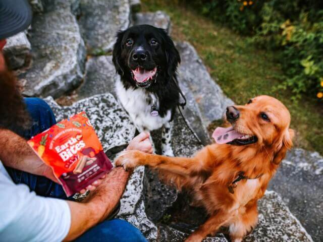 Two dogs look up at person holding EarthBites Chewy Bison