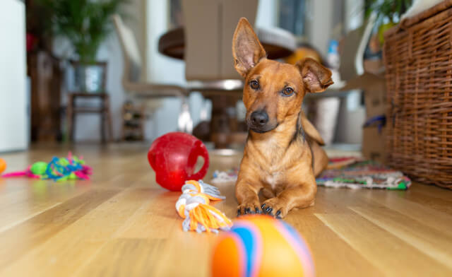 The Ultimate Guide to Interactive Dog Toys Earthborn Holistic Pet Food