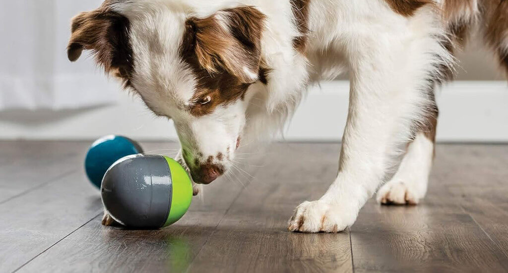 pet looking interested in the PetSafe Richochet Electronic dog toy.