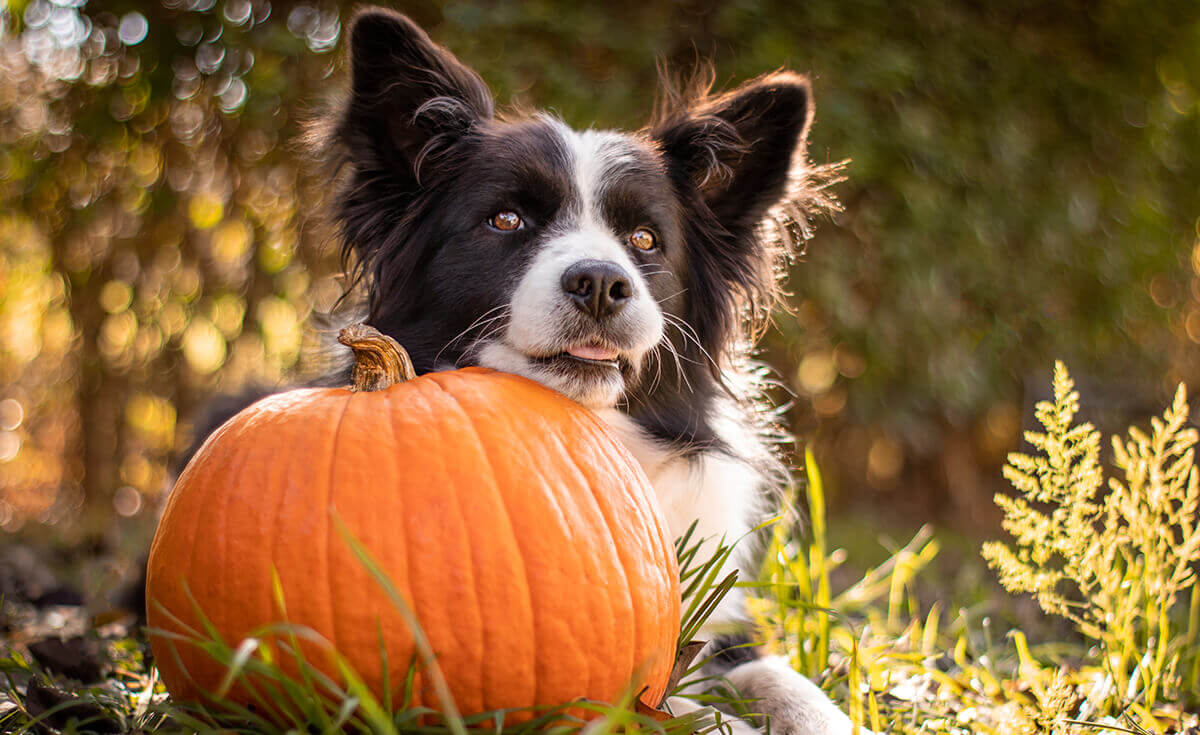 Can dogs eat pumpkin