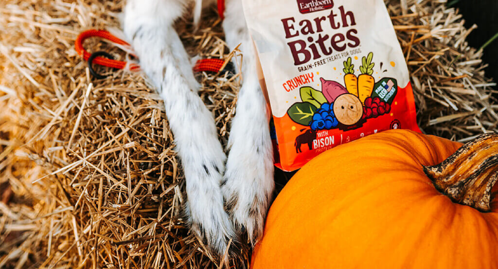 Dogs paws lay next to bag of treats and pumpkin