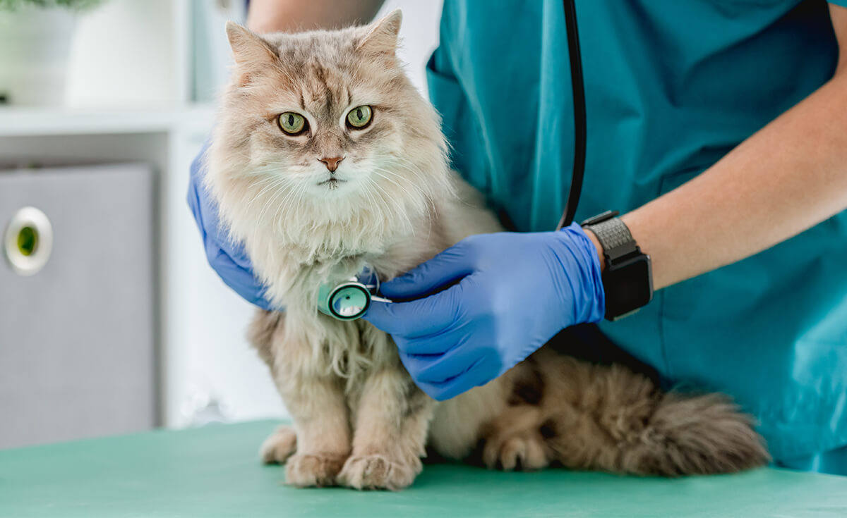 fluffy cat at vet's office