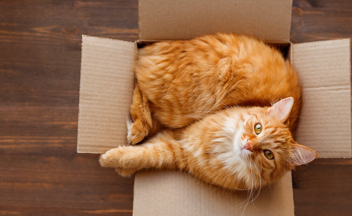 cat lying in a cardboard box