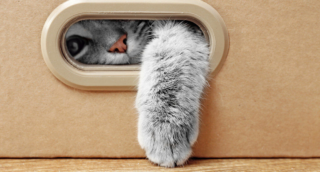 cat hiding in a box and looking outside a hole