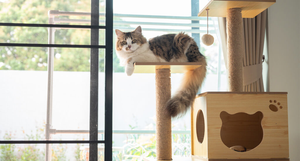 Persian cat sitting on a cat tree in front of a window